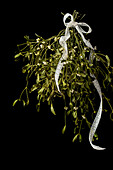  Mistletoe with white loop and black background  