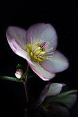  Flowering Lenten roses (Helleborus ) against a dark background 