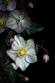  Flowers of Lenten roses (Helleborus ) arranged on a dark background 