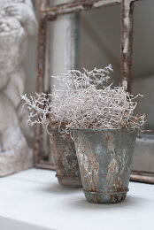 Stacheldrahtpflanze Bilder – Interior Design-Fotos kaufen ❘ living4media