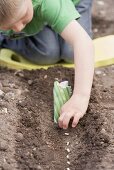 Boy planting beans in soil