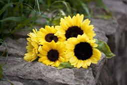 Sonnenblumen auf Steinmauer