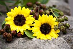 Sonnenblumen und Brombeerzweige
