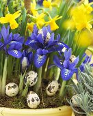 Schwertlilien (Iris Reticulata) und Narzissen (Narcissus 'Tete a Tete') mit Wachteleiern im Blumentopf