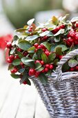 Checkerberries (Gaultheria procumbens) in basket
