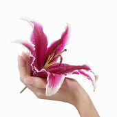 Hand hält eine Lilie