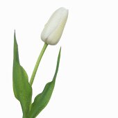 weiße Tulpe 'Maureen' mit Wassertropfen