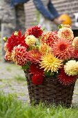 Colourful dahlias in basket outside house