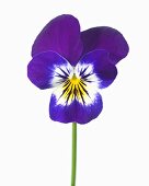 Horned pansy (Viola cornuta 'Sorbet Blackberry Cream')