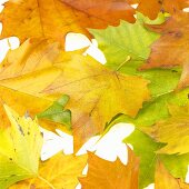 London plane leaves with autumn tints (Platanus x hispanica)
