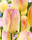 Tulips, variety: Wendy Love