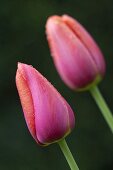 Zwei rosa Tulpen der Sorte Avignon mit Wassertropfen