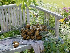 Freshly dug potatoes in wire basket on garden seat