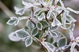 Rose leaves with hoar frost