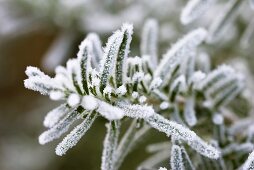 Sprig of rosemary with hoar frost