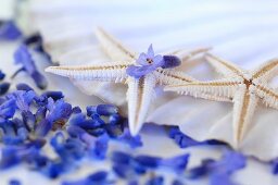 Lavender flowers and starfish on a shell