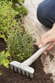 A woman planting thyme in a flower bed