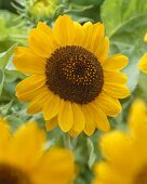 Sunflower 'Prado Gold'