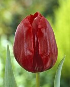 Red tulip, variety 'Pallada'