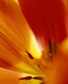 Perianth of a tulip