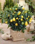 Kumquat plant in flowerpot (Citrus x Fortunella Lemon)