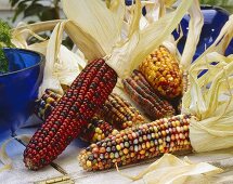 Ornamental maize