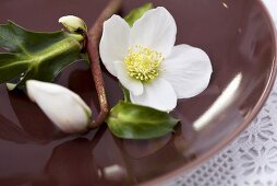 Christmas rose in a bowl