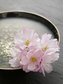 Almond flowers in a bowl