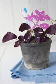 Red lucky clover in plant pot with decoration