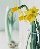 Daffodils in a glass vase