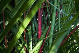A thicket of red and green plam leaves