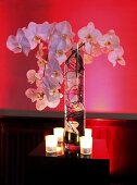 Orchideenblüten in einer Vase