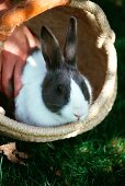 Ein Kaninchen in einem Korb