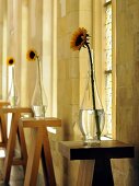 Sunflowers in vases on wooden bar tables in front of a natural stone wall