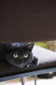 Black cat on chair