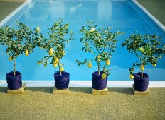 An outdoor swimming pool, with lemon trees in pots at the edge of the pool