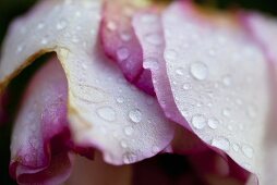 Water drops on a rose
