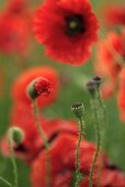 Red poppies and poppy seed heads