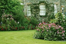 Blühende Rosenbüsche vor Landhaus mit Natursteinfassade