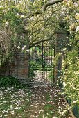 Garten mit Magnolienbaum vor schmiedeeisernem Gartentor