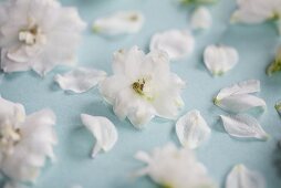 weiße Ritterspornblüten (Nahaufnahme)