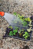 Young plants being watered with a hosepipe