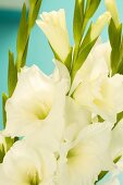 White gladiola flowers