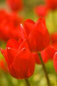Rote Tulpen (Nahaufnahme)