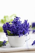 Blue hyacinths in an enamel cup