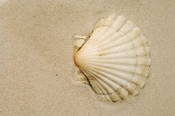Muschelschale im Sand