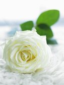 weiße Rosenblüte