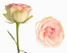 Zwei rosa Rosen