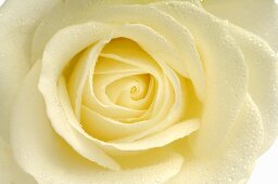 weiße Rose (Close Up)