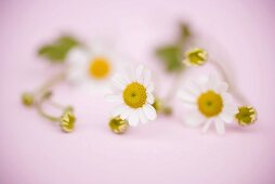 Marguerites